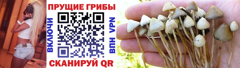 Галлюциногенные грибы Cubensis mega ТОР Димитровград